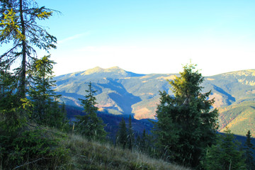 Autumn mountains. Ukrainian Carpathian Mountains. Green pine tree.