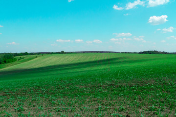 A bright green field on a hillside with a gentle blue sky and white clouds. A magnificent bewitching agricultural background. Calm field, clear sky and bright sun.