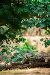 A female tiger cub resting under shade of tree in scorching heat at hills of Ranthambore National Park 