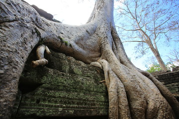 Fototapeta na wymiar big tree on the ruins in cambodian angkor wat temple