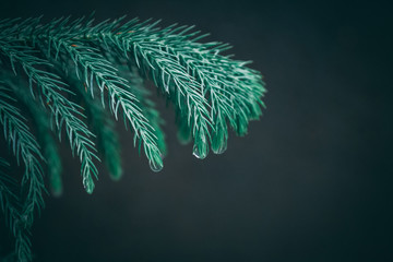 Close Up of Plant Leaf