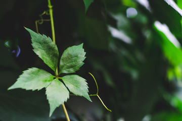 Green leaf of decorative grapes on a background of dark greenery