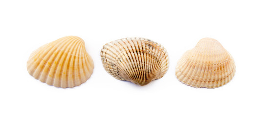 Exotic sea shells isolated on white background