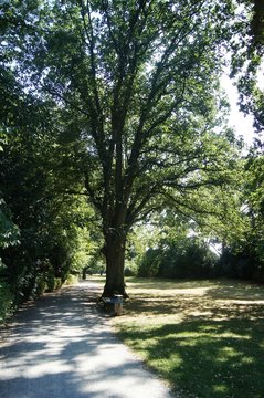 Park Meierteich Bielefeld-Heepen,baum, park, wald, natur, green, landschaft, bahn, fr&uuml;hling, road, herbst, allee, gras, blatt, holz, sommer, laub, eiche, ausserhalb, fall, garden, heepen, spaziergang,