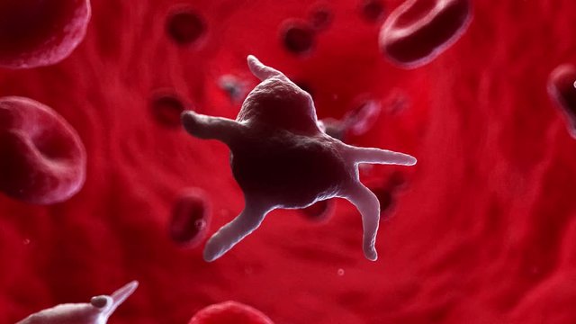3d rendered medically accurate animation of human platelets