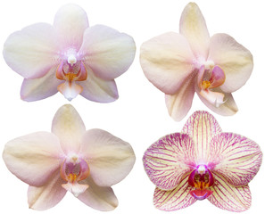 Fototapeta na wymiar Orchids Isolated Flowers Collection Tropical Plants Set