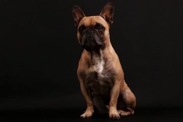 beautiful brown french bulldog is sitting in the dark studio