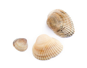 Exotic sea shells isolated on white background