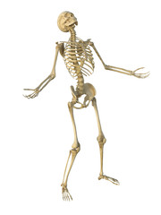 3d render of a human male skeleton isolated on white background.