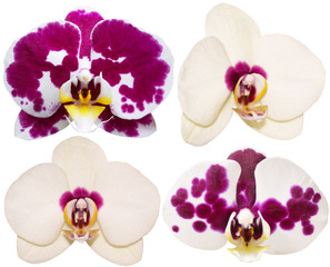 Orchids Isolated Flowers Collection Tropical Plants Set