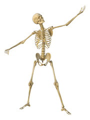 3d render of a human male skeleton isolated on white background.