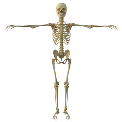3d render of a human male skeleton isolated on white background. - 216857636