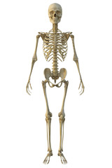 3d render of a human male skeleton isolated on white background.