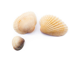 Exotic sea shells isolated on white background