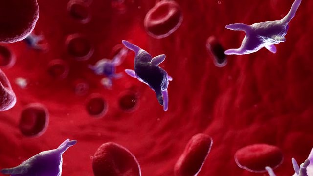3d rendered medically accurate animation of human paltelets