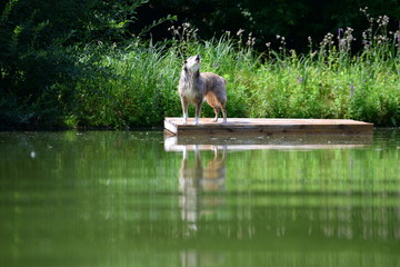 Ausgesetzt. Mittelgro&szlig;er langhaariger H&uuml;tehund steht bellend auf einem Flo&szlig; im See