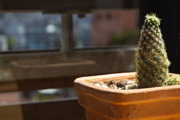 Cactus tree in a wood table