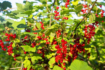 Beautiful berries of red currant.