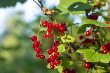 Beautiful berries of red currant.