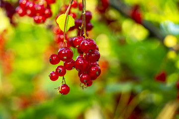 Beautiful berries of red currant.