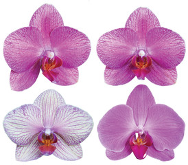 Orchids Isolated Flowers Collection