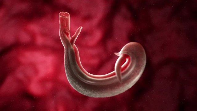 3d rendered medically accurate animation of a shistosoma parasite