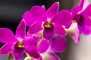 orchid pink flowers