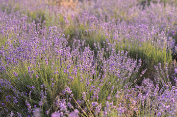 Obraz premium Lavender flowers blooming. Purple field of flowers. Tender lavender flowers.