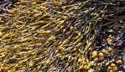 Close up on coastal seaweeds during low tide