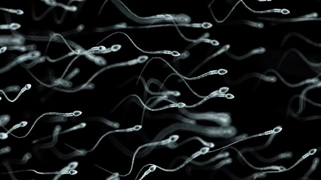 3d rendered medically accurate animation of human sperm 