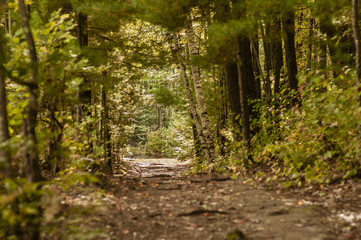 Fototapeta na wymiar Canopied trail leading to clearing