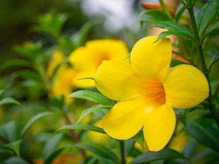 Allamanda, Common allamanda, Golden trumpet..