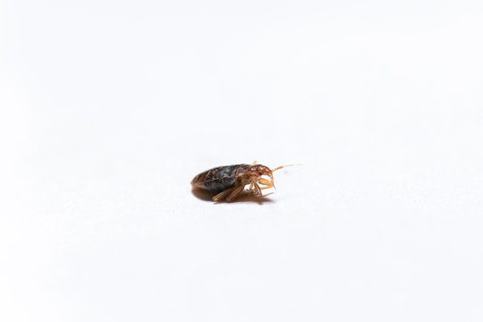 dead bedbug