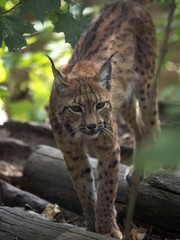 Portrait of Scandinavian lynx, Lynx lynx lynx, in forest