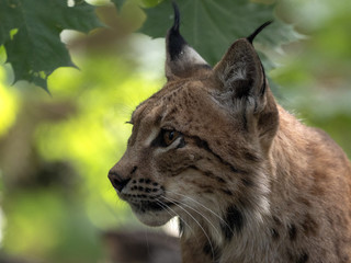 Portrait of Scandinavian lynx, Lynx lynx lynx, in forest