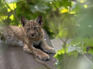 Naklejka na ściany i meble Yuung Scandinavian lynx, Lynx lynx lynx, hidden in the forest
