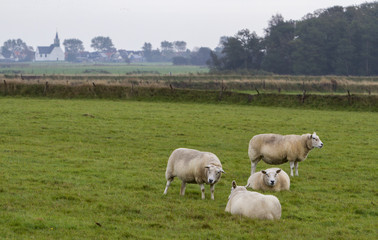 Obraz premium Schafe (Ovis) auf Texel
