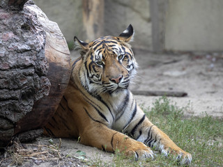 Adult Female Sumatran Tiger, Panthera tigris sumatrae