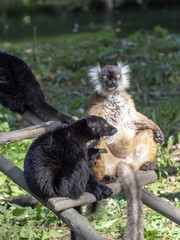 One pair of Black Lemur, Eulemur macaco, on a tree