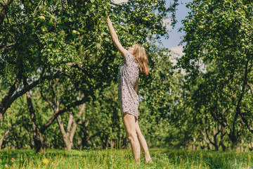 Young woman collecting apples in the garden