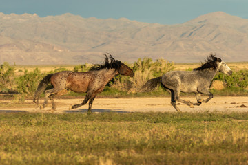 Wild Horse Stallions Fighting