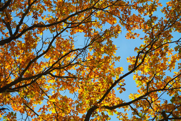 Autumn yellow leaves on blue sky background