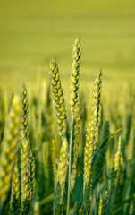 wheat, rye, close-up, ears