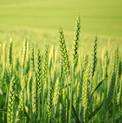 close-up pictures taken unripe green cereals in summer