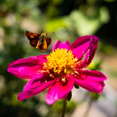A fuzzy moth hovers over a bright flower