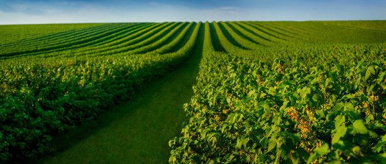 Obraz na płótnie Canvas plantation fields where green is growing currants