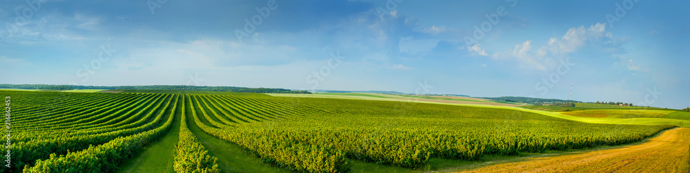 Wall mural panoramica view ofcolorful fields and rows of currant bush seedlings as a background composition