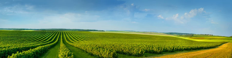 Tuinposter panoramisch uitzicht op kleurrijke velden en rijen zaailingen van bessenstruiken als achtergrondcompositie © pavlobaliukh