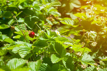 Red berries of strawberries on branches