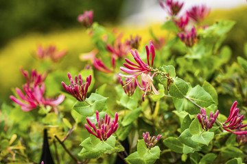 Pink lonicera blooming in the garden in summer.